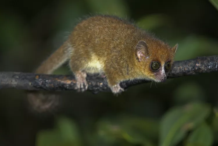Top 10 miniature mammals in the world 