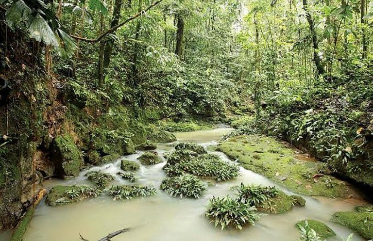 Largest and Most Biodiverse Forests on Earth