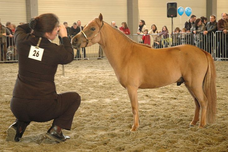 Smallest Living Horse: Miniature Horse