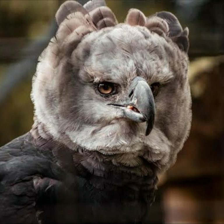 Top 10 Strongest Birds In The World | TeamBoma