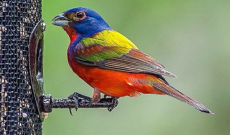 Top 10 Most Beautiful Birds In The World