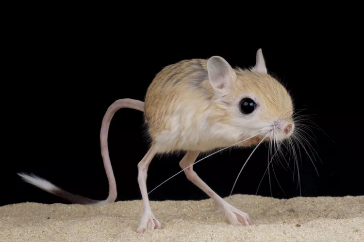 Top 10 lists of smallest mammals in the world 