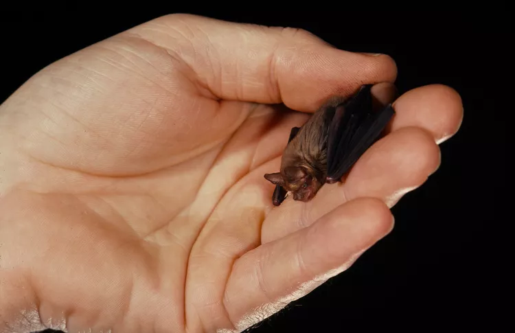 List of top 10 smallest mammals in the world 