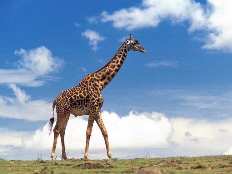 Top 10 Most Tallest Terrestrial Animals In The World | TeamBoma