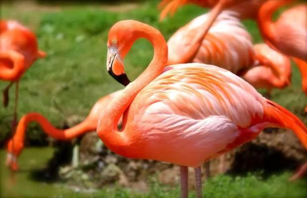 Most beautiful birds in the world 