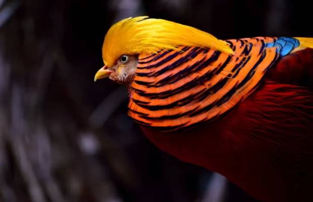 Beautiful birds in the world 