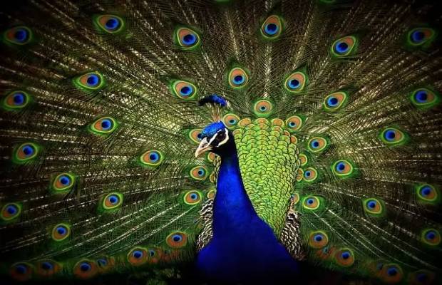 Is peacock one of the most beautiful birds in the world?