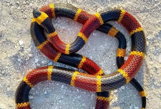 Top 10 Most Coolest/Stunning Snakes In The World