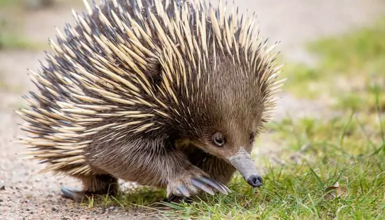 Top 10 Most Spiny Animal In The World