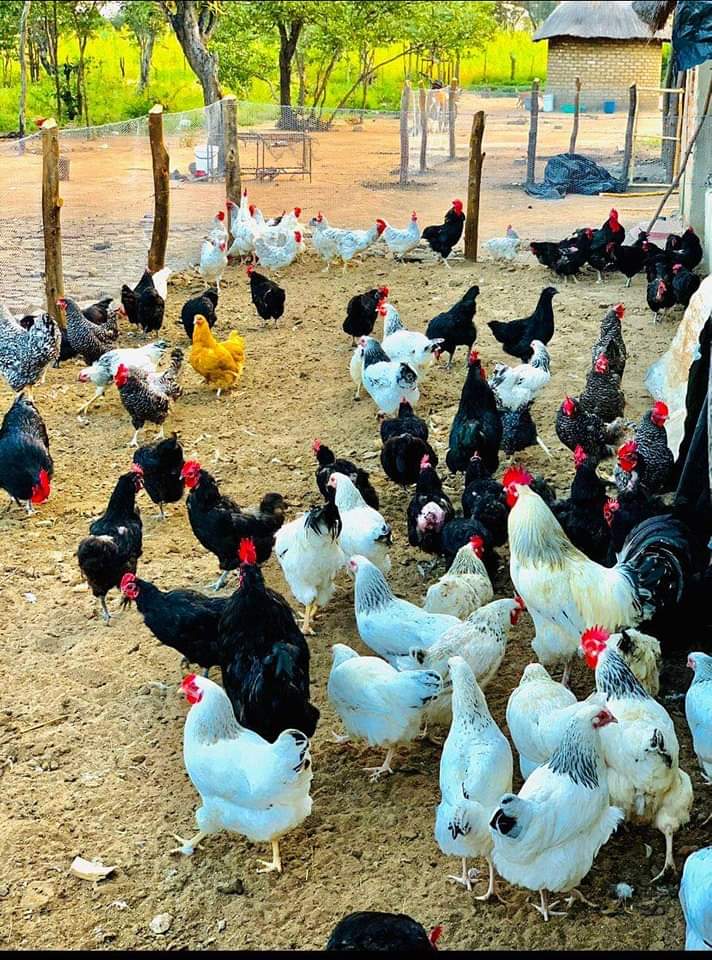 10-ways-to-maximise-profit-in-poultry-business