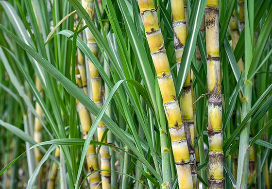 10-incredible-health-benefits-of-sugar-cane