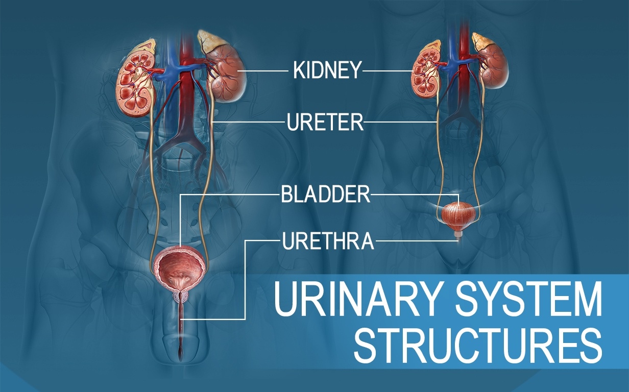 7-dangers-of-holding-urine-in-your-bladder-for-a-long-time