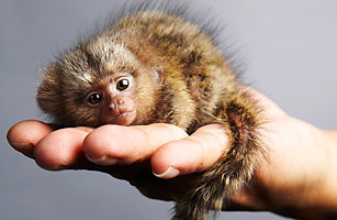 Top 10 Smallest Living Animals In The World