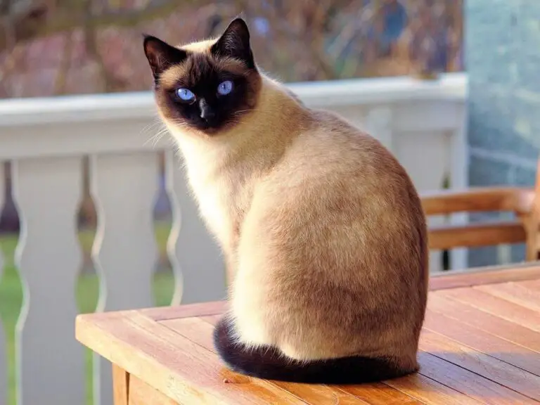 Top 10 Most Popular/Best Cat Breeds In The World