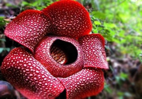 Top 10 Rarest Plants In The World