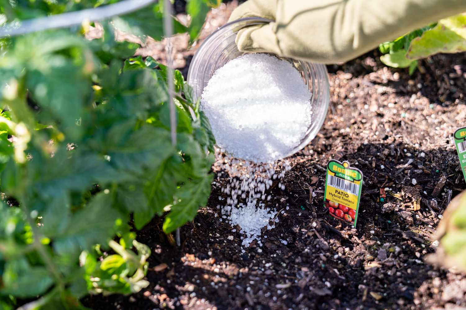 8 Effective Ways To Use Epsom Salt To Control Aphids In Your Garden