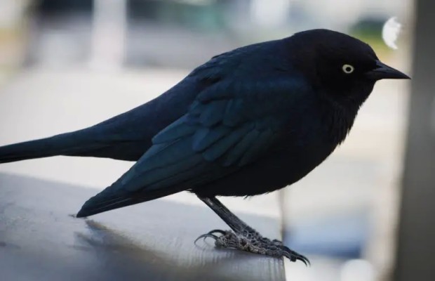 Top 10 Most Amazing/Beautiful Blackbird In The World